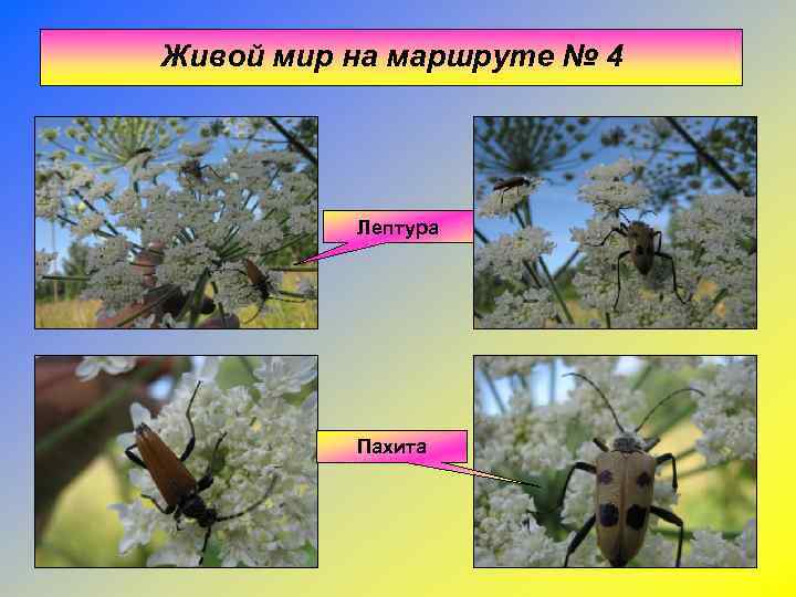 Живой мир на маршруте № 4    Лептура    Пахита