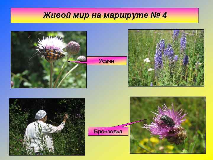 Живой мир на маршруте № 4    Усачи    Бронзовка