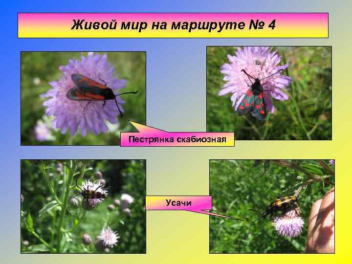 Живой мир на маршруте № 4  Пестрянка скабиозная    Усачи 