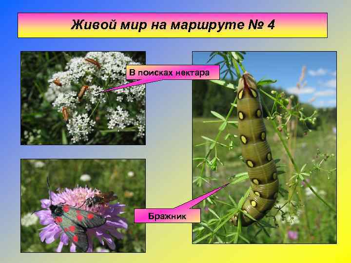 Живой мир на маршруте № 4   В поисках нектара   