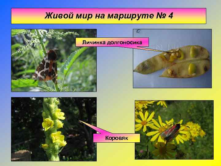 Живой мир на маршруте № 4   Личинка долгоносика    Коровяк