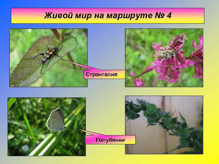 Живой мир на маршруте № 4   Странгалия    Голубянки 