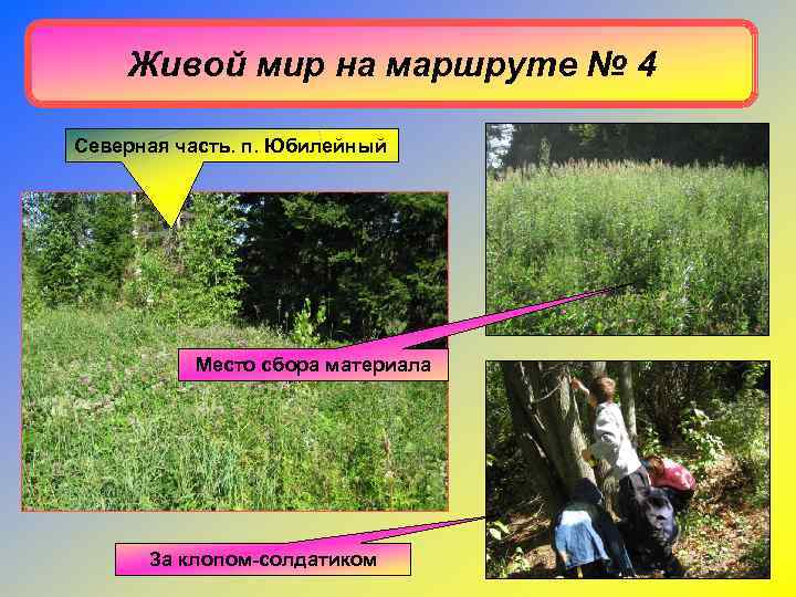   Живой мир на маршруте № 4 Северная часть. п. Юбилейный  