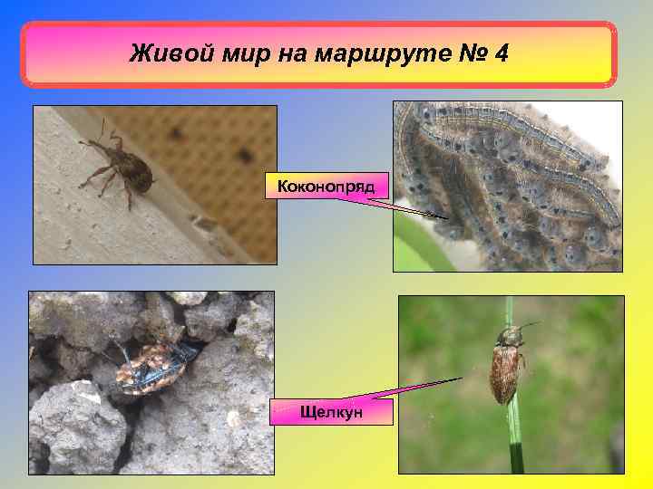 Живой мир на маршруте № 4   Коконопряд    Щелкун 