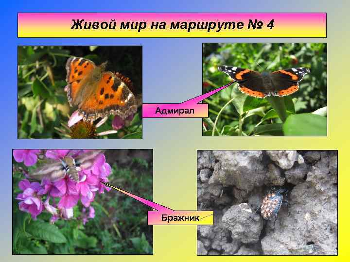 Живой мир на маршруте № 4    Адмирал    Бражник