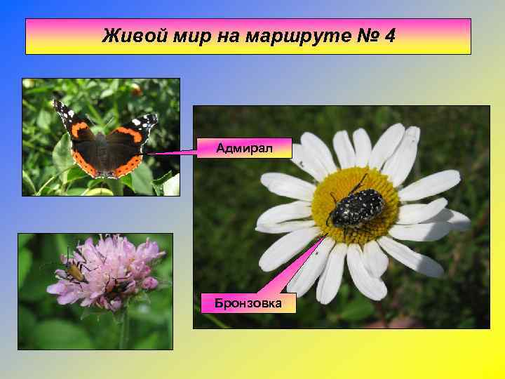 Живой мир на маршруте № 4   Адмирал   Бронзовка 