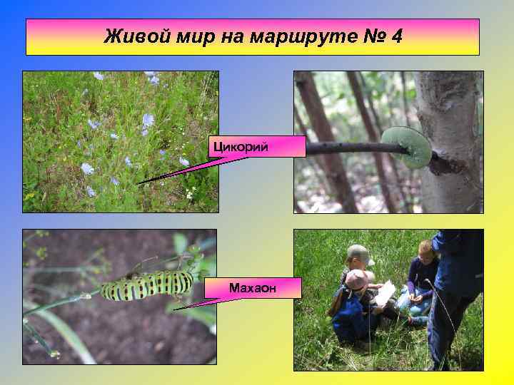 Живой мир на маршруте № 4   Цикорий    Махаон 