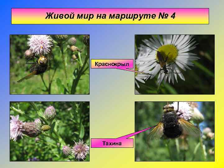 Живой мир на маршруте № 4   Краснокрыл    Тахина 