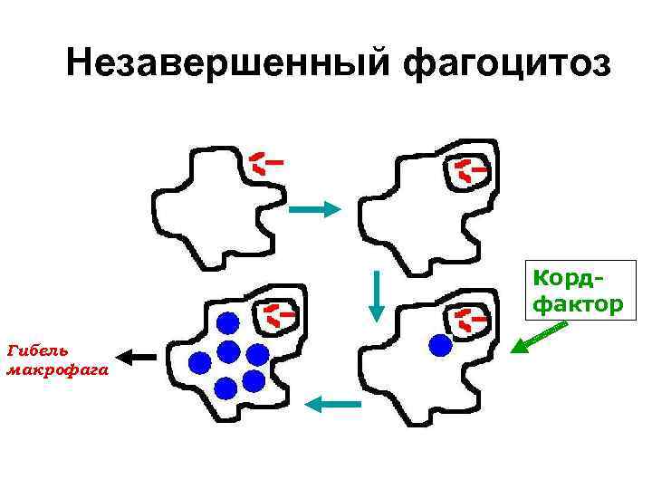  Незавершенный фагоцитоз     Корд-     фактор Гибель