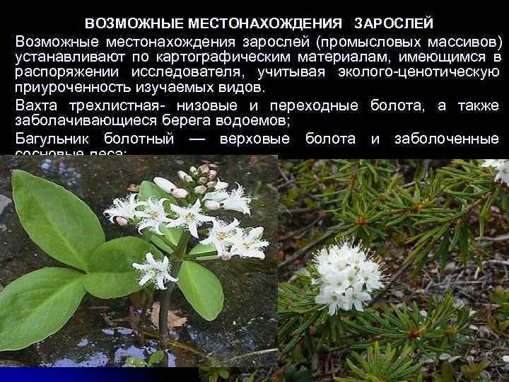   ВОЗМОЖНЫЕ МЕСТОНАХОЖДЕНИЯ ЗАРОСЛЕЙ Возможные местонахождения зарослей (промысловых массивов) устанавливают по картографическим материалам,