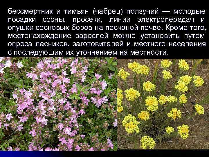бессмертник и тимьян (чабрец) ползучий — молодые посадки сосны, просеки, линии электропередач и опушки