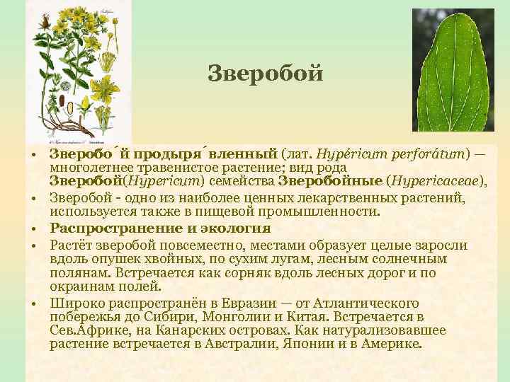     Зверобой  • Зверобо й продыря вленный (лат. Hypéricum perforátum)