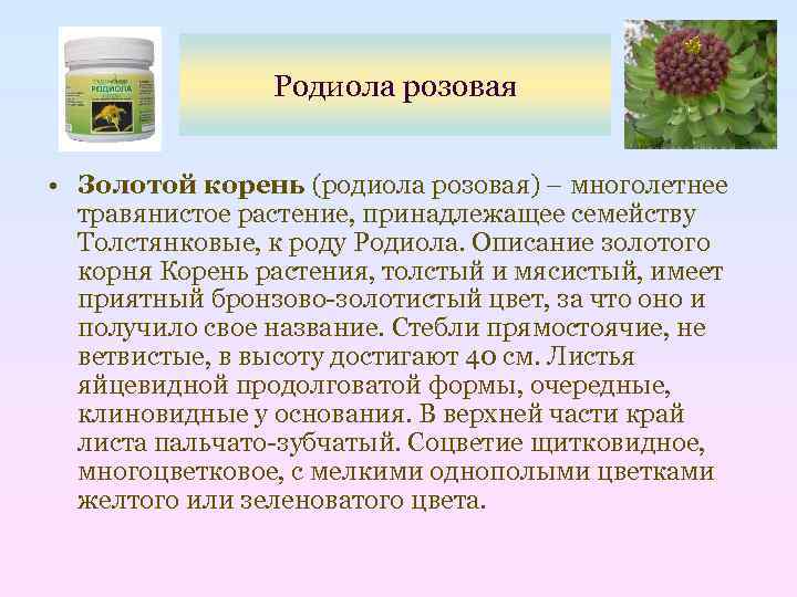 Родиола розовая в мурманской области описание и фото