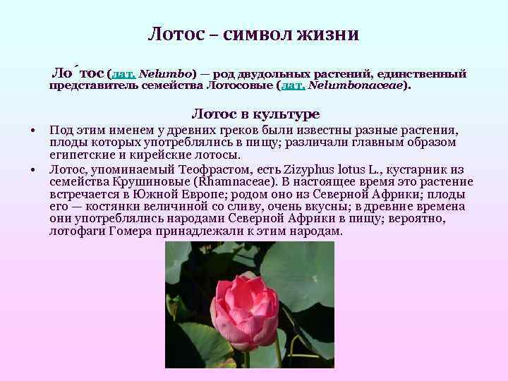     Лотос – символ жизни  Ло тос (лат. Nelumbo) —
