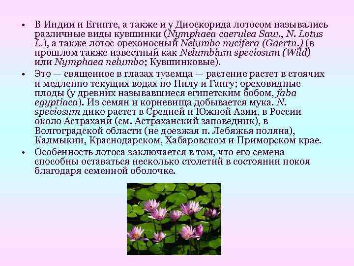  • В Индии и Египте, а также и у Диоскорида лотосом назывались 