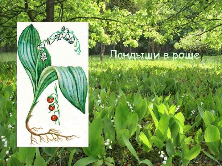 Ландыши в роще 