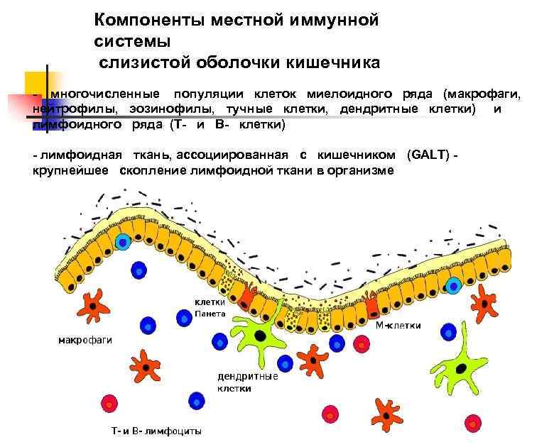 Микрофлора мочеполовой системы презентация