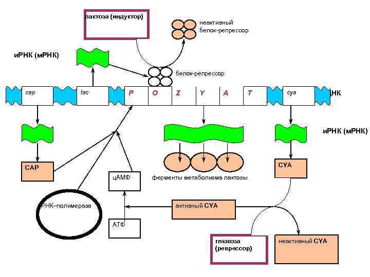     лактоза (индуктор)     неактивный   