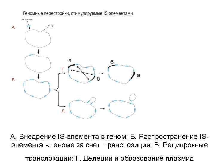 А. Внедрение IS-элемента в геном; Б. Распространение IS- элемента в геноме за счет транспозиции;