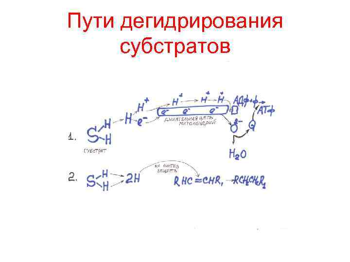 Пути дегидрирования  субстратов 