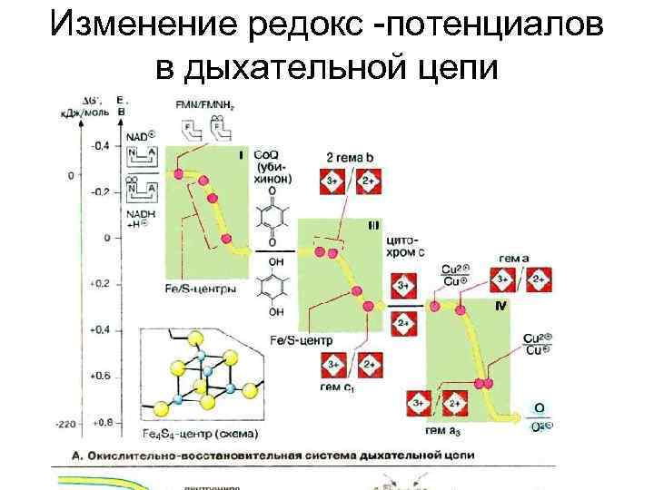 Изменение редокс -потенциалов  в дыхательной цепи 