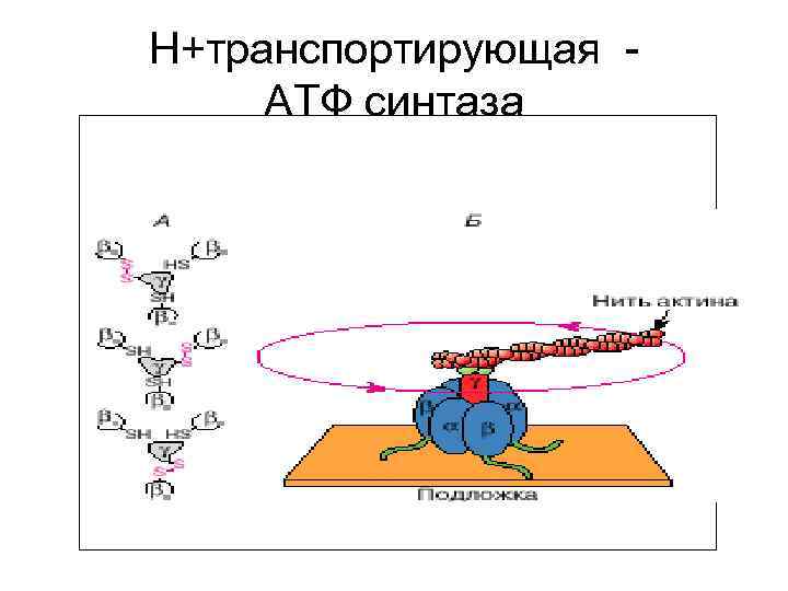   Н+транспортирующая -      АТФ синтаза   