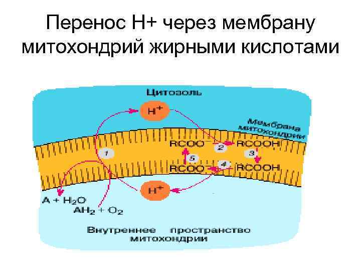  Перенос Н+ через мембрану митохондрий жирными кислотами 