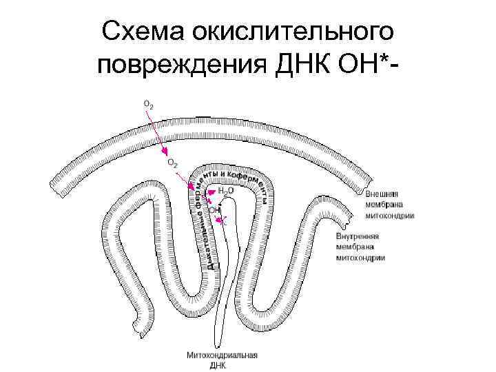 Схема окислительного повреждения ДНК ОН*- 
