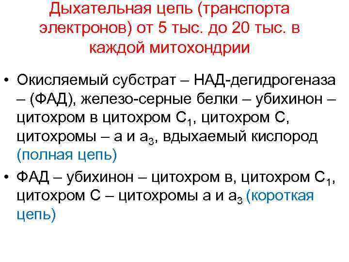  Дыхательная цепь (транспорта электронов) от 5 тыс. до 20 тыс. в  каждой