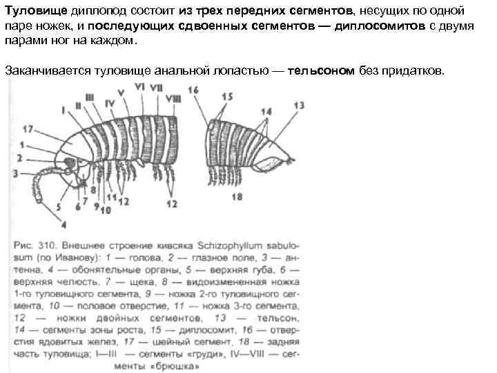 Передний сегмент