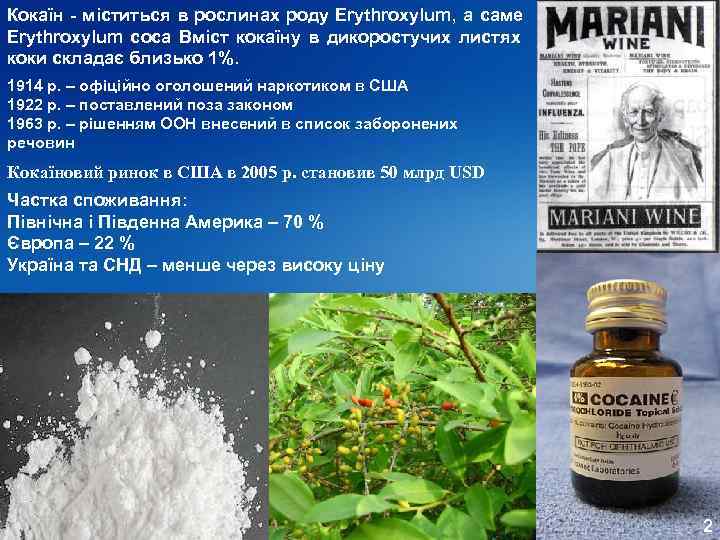 Кокаїн - міститься в рослинах роду Erythroxylum, а саме Erythroxylum coca Вміст кокаїну в