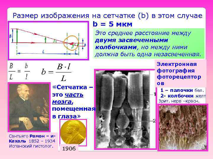  Размер изображения на сетчатке (b) в этом случае     b