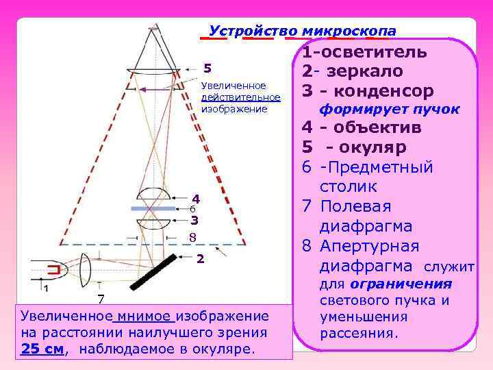      Устройство микроскопа    1 -осветитель  