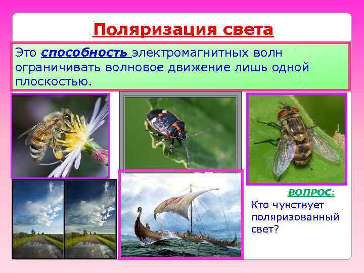    Поляризация света Это способность электромагнитных волн ограничивать волновое движение лишь одной