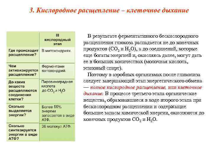 3. Кислородное расщепление – клеточное дыхание    В результате ферментативного бескислородного 