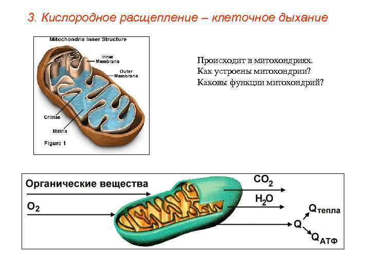 3. Кислородное расщепление – клеточное дыхание     Происходит в митохондриях. 