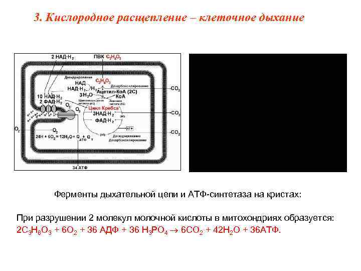   3. Кислородное расщепление – клеточное дыхание   Ферменты дыхательной цепи и