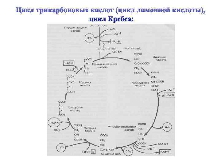 Цикл трикарбоновых кислот (цикл лимонной кислоты),     цикл Кребса: 