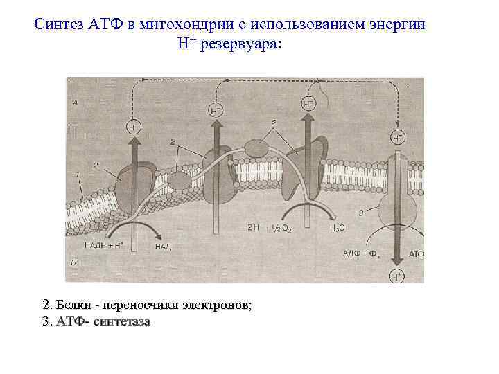 Синтез АТФ в митохондрии с использованием энергии   Н+ резервуара:  2. Белки