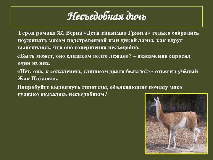     Несъедобная дичь Герои романа Ж. Верна «Дети капитана Гранта» только