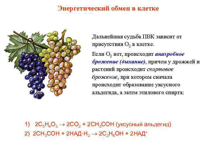    Энергетический обмен в клетке    Дальнейшая судьба ПВК зависит