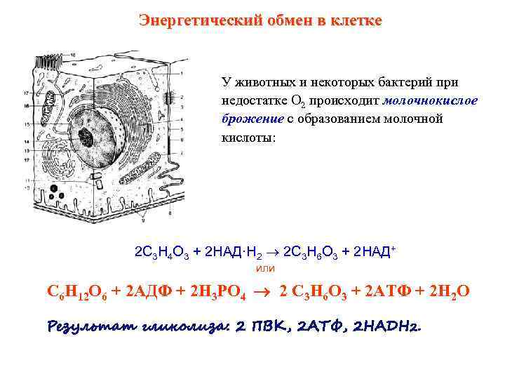    Энергетический обмен в клетке    У животных и некоторых