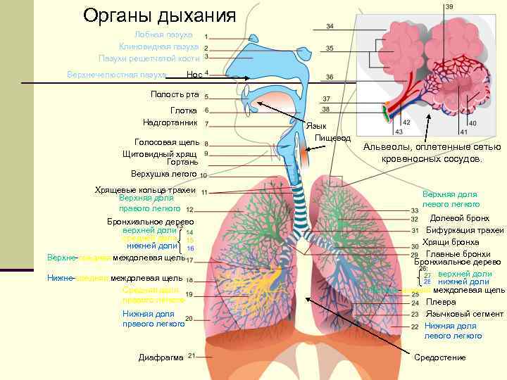 Проекция бифуркации трахеи на переднюю стенку у взрослых соответствует