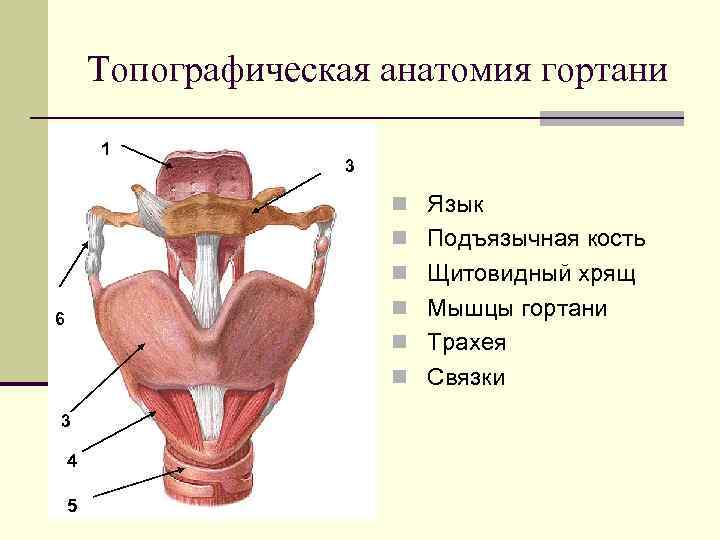 В какую систему органов входит гортань. Гортань топография строение. Топография гортани синтопия. Гортань анатомия функции. Топографическая анатомия органов шеи гортани.