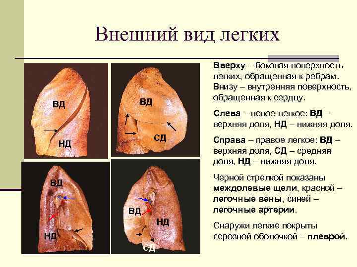 Самые легкий вид. Типы лёгких. Внешний вид легких. Наружная и внутренняя поверхность легких.