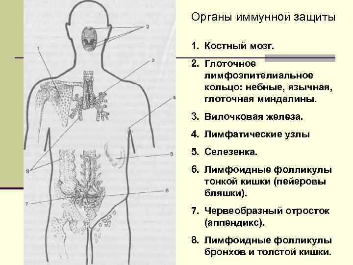 Органы иммунной защиты 1. Костный мозг. 2. Глоточное лимфоэпителиальное кольцо: небные, язычная, Органы иммунной защиты 1. Костный мозг. 2. Глоточное лимфоэпителиальное кольцо: небные, язычная,