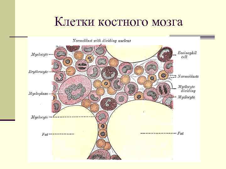 Клетки костного мозга Клетки костного мозга