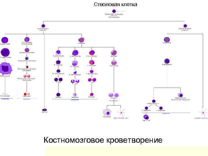 Стволовая клетка Костномозговое кроветворение Стволовая клетка Костномозговое кроветворение