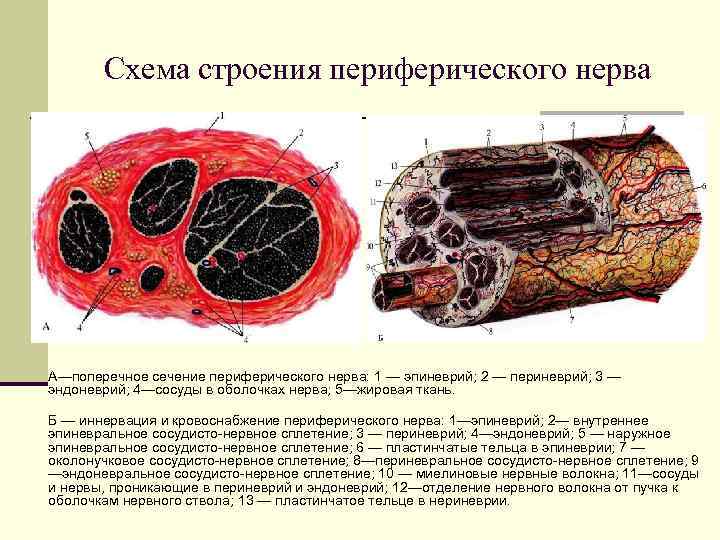   Схема строения периферического нерва А—поперечное сечение периферического нерва: 1 — эпиневрий; 2