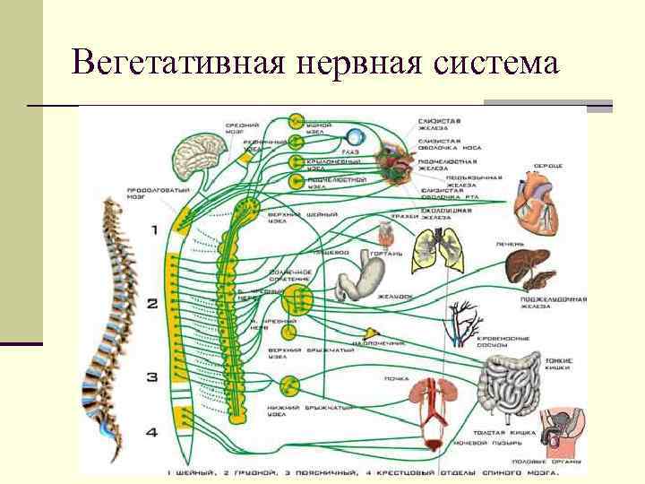 Вегетативная нервная система 